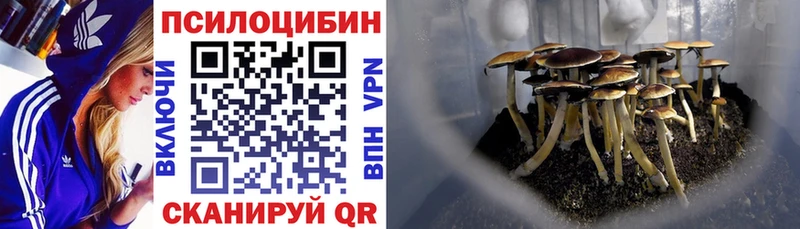 Галлюциногенные грибы Psilocybine cubensis  где купить наркоту  Вязьма 